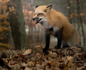 Growling fox in autumn forest