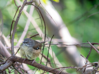 Female Fairy Wren Perched
