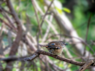 Female Fairy Wren Squawks