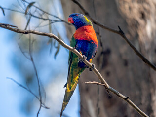 Quizzical Lorikeet
