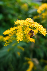 bee on yellow flower
