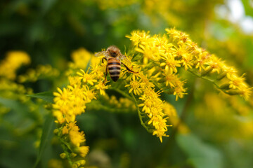 bee on yellow flower