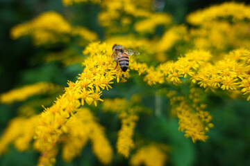 bee on yellow flower