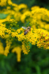 bee on yellow flower