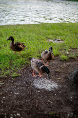 Dia de descanso en parque de la ciudad