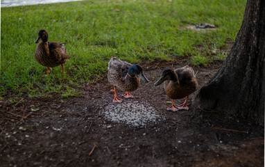 Dia de descanso en parque de la ciudad