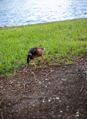 Dia de descanso en parque de la ciudad