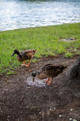 Dia de descanso en parque de la ciudad