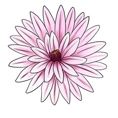 drawing flower of cactus isolated at white background, hand drawn illustration