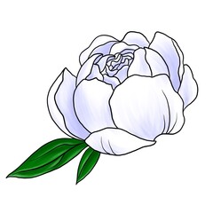 drawing flower of white peony isolated at white background, hand drawn illustration