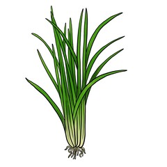 drawing vetirver plant isolated at white background, Chrysopogon zizanioides, hand drawn illustration