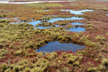 View across ponds amongst the grasses and red-coloured ground cover in the Lota Wetlands, Queensland, Australia. 