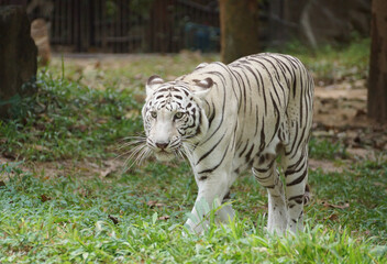 Naklejka na ściany i meble White Bengal tiger