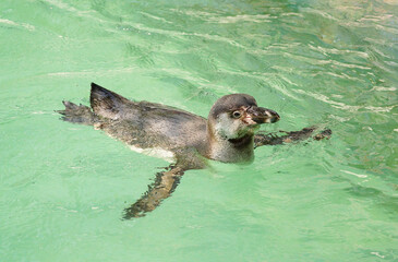 Naklejka premium Humboldt Penguin swimming in the water