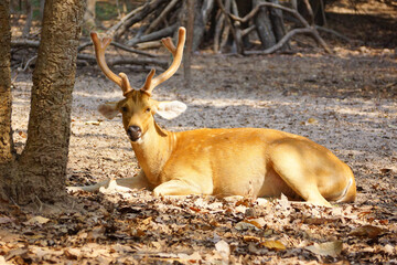 Male tropical Eld's deer lying on the ground
