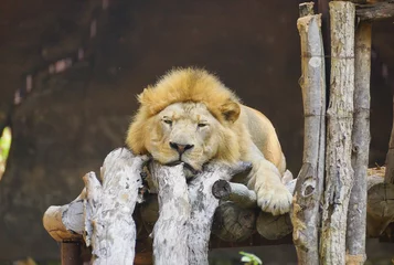Foto op Plexiglas A male lion lying laziliy on logs © weerapat1003
