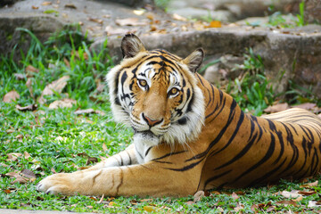 Fototapeta na wymiar Bengal Tiger lying on the ground