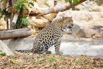 A leopard sitting under the tree