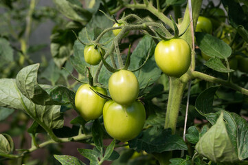 Closeup group of young green tomatoes growing in greenhouse. Green tomatoes plantation. Agriculture concept