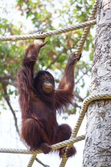 Orangutan on a high tree eating leaves