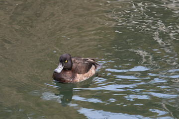 キンクロハジロ