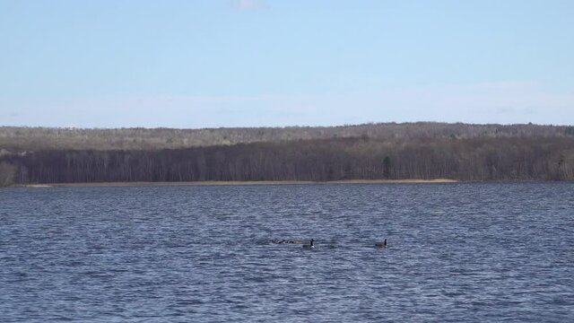 Canada Goose landing on a lake