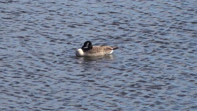 Canada Goose on a lake