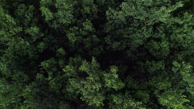 Shot with a drone, zenithal. Holm oak tree, the circumference of the trunk is 5 meters and its crown is 30 meters; the height is 15 meters. It is in Albacete, Castilla la Mancha, Spain.