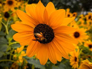 sunflower and bee