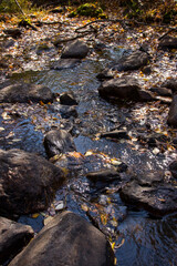 a stream with dark gray stones, fallen autumn leaves in the water