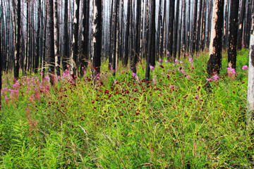 green grass and bright forest flowers on the background of black and white tree trunks