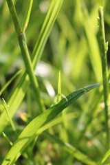一面が緑の草の中で