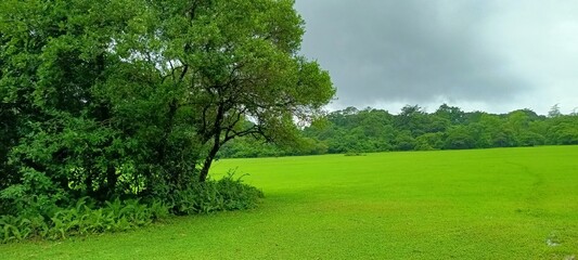 NATURAL WILD PHOTO FROM WAYNAD FROM INDIA GOOD GREENY EYE VIEW