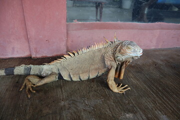 red iguana with long tail . iguana- also known as Common iguana or American iguana, is a large, arboreal, mostly herbivorous species of lizard of the genus Iguana native to Central, South America.