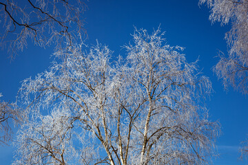 winter landscape: a snow-covered birch tree against a blue sky