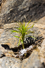a green grass bush makes its way through gray stones