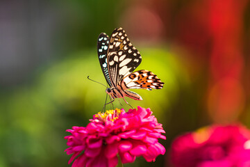 Naklejka na ściany i meble Tropical butterfly on flower, macro shots, butterfly garden
