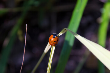 a red ladybug on a green leaf of grass on a dark blurry background