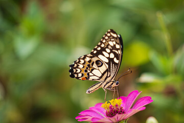 Fototapeta na wymiar Tropical butterfly on flower, macro shots, butterfly garden