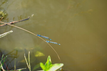 Small blue dragonfly's on a grass next to water