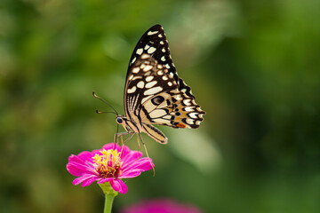 Fototapeta na wymiar Tropical butterfly on flower, macro shots, butterfly garden