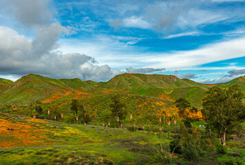 Fototapeta na wymiar California Hills covered in Poppies 