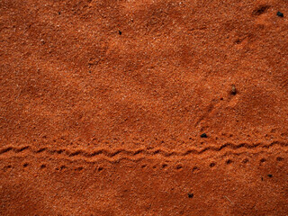 Animal tracks in red central Australia sand dune outback Australia