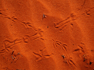 Red desert animal tracks in Central Australia