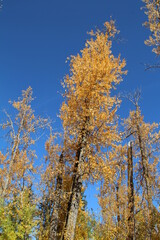 Fall Colours Above, Elk Island National Park, Alberta