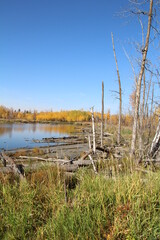Old Autumn Wood, Elk island National Park, Alberta