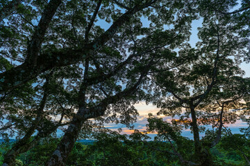 Leaves silhouette sunset in a ceiba tree, Yasuni national park, Amazon rainforest, Ecuador.