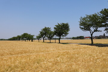 広く続く黄色い麦畑