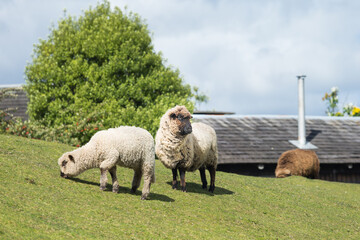 La oveja ​es un mamífero cuadrúpedo ungulado doméstico, utilizado como ganado. Como todos los rumiantes, las ovejas son artiodáctilos, o animales con pezuñas.