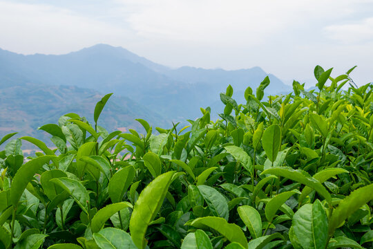 Green tea in ecological tea garden.